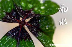 2024年雨水是几点几分几秒 2024年雨水在什么时候