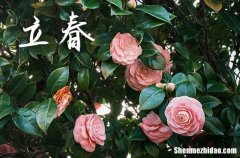 2024立春祝福语简短一句话 有什么简短的立春祝福语