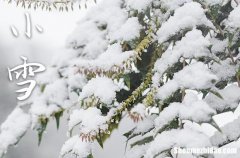 2023年小雪是什么时候 2023年小雪可以举办丧礼吗