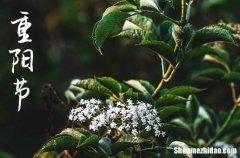 2023年什么时候重阳节 2023年重阳节买房是吉日吗
